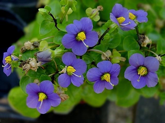 Persian violet